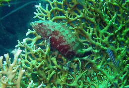 Image of Freckled Rock-cod