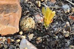 Image of Birdfoot Cactus