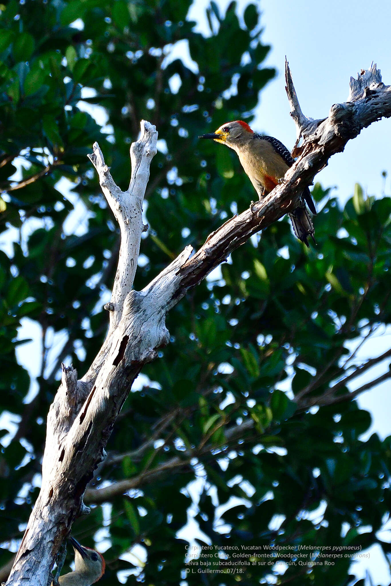 Слика од Melanerpes pygmaeus (Ridgway 1885)