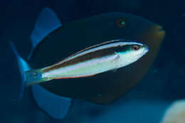 Image of Torpedo wrasse