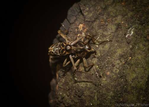 Plancia ëd Mecopus rufipes Heller 1893