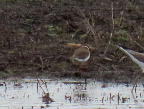 Image of Tundra Ringed Plover