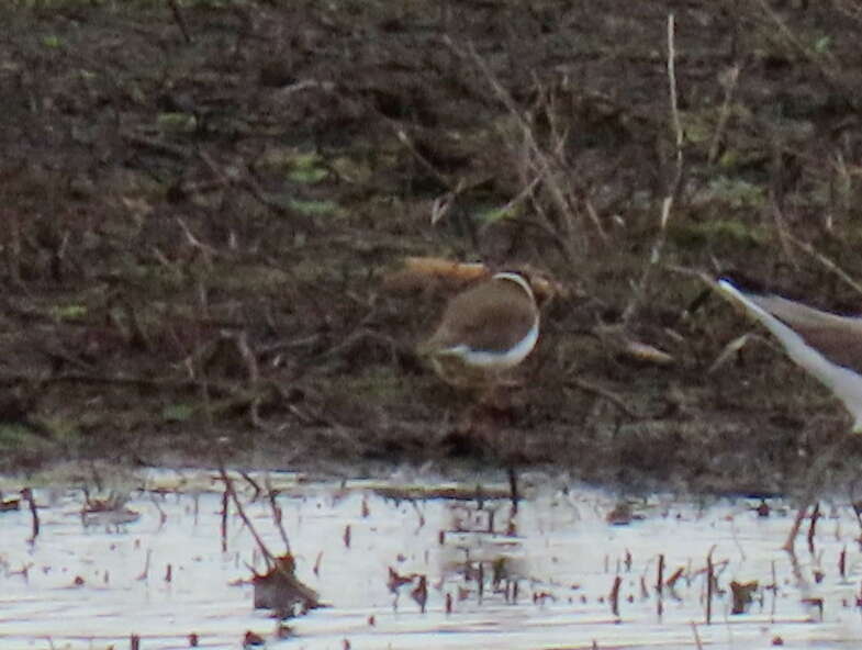 Image of Tundra Ringed Plover