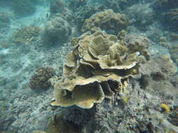 Image of crispy crust coral