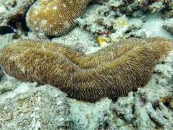 Image of Slipper coral