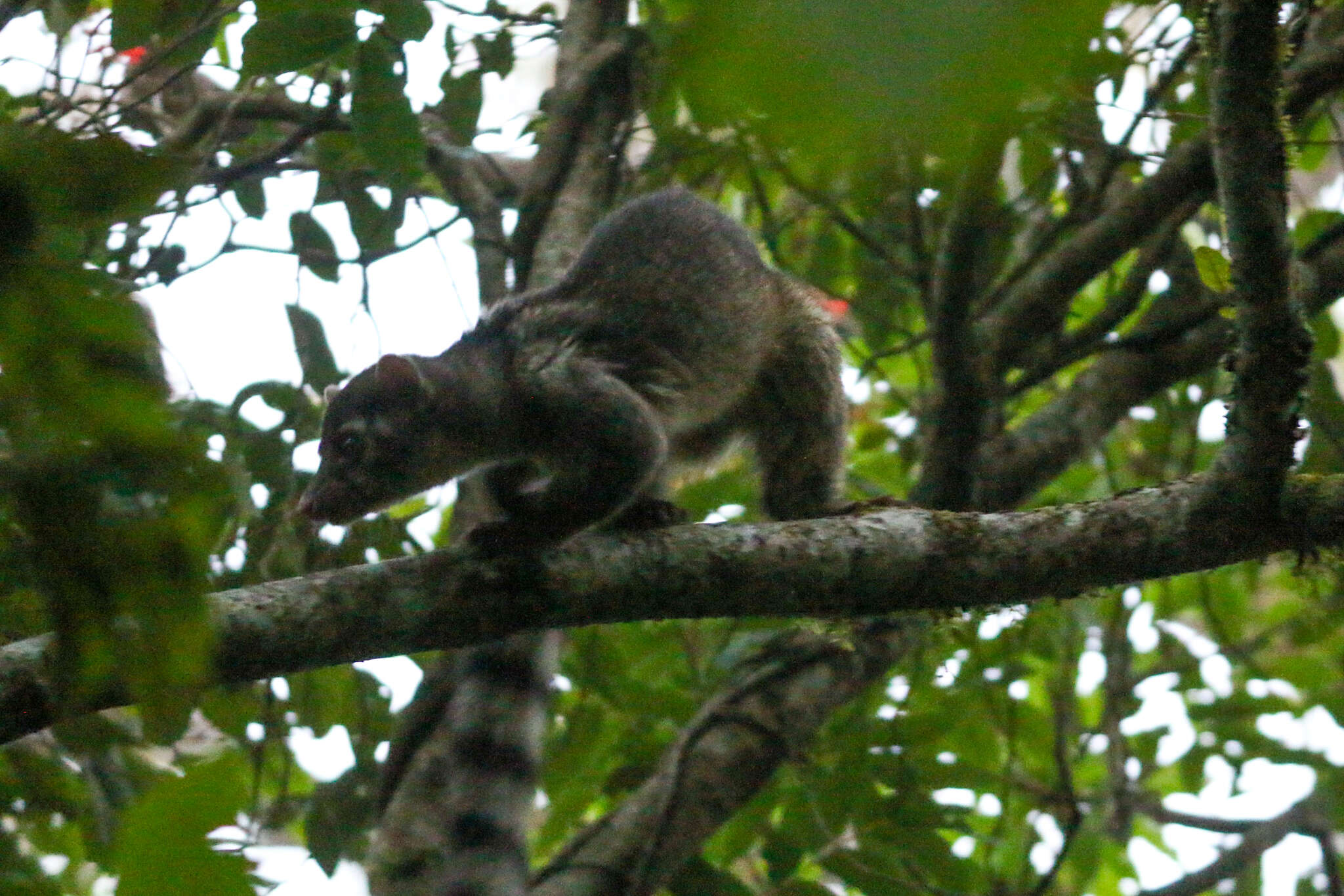 Image of Central American Cacomistle