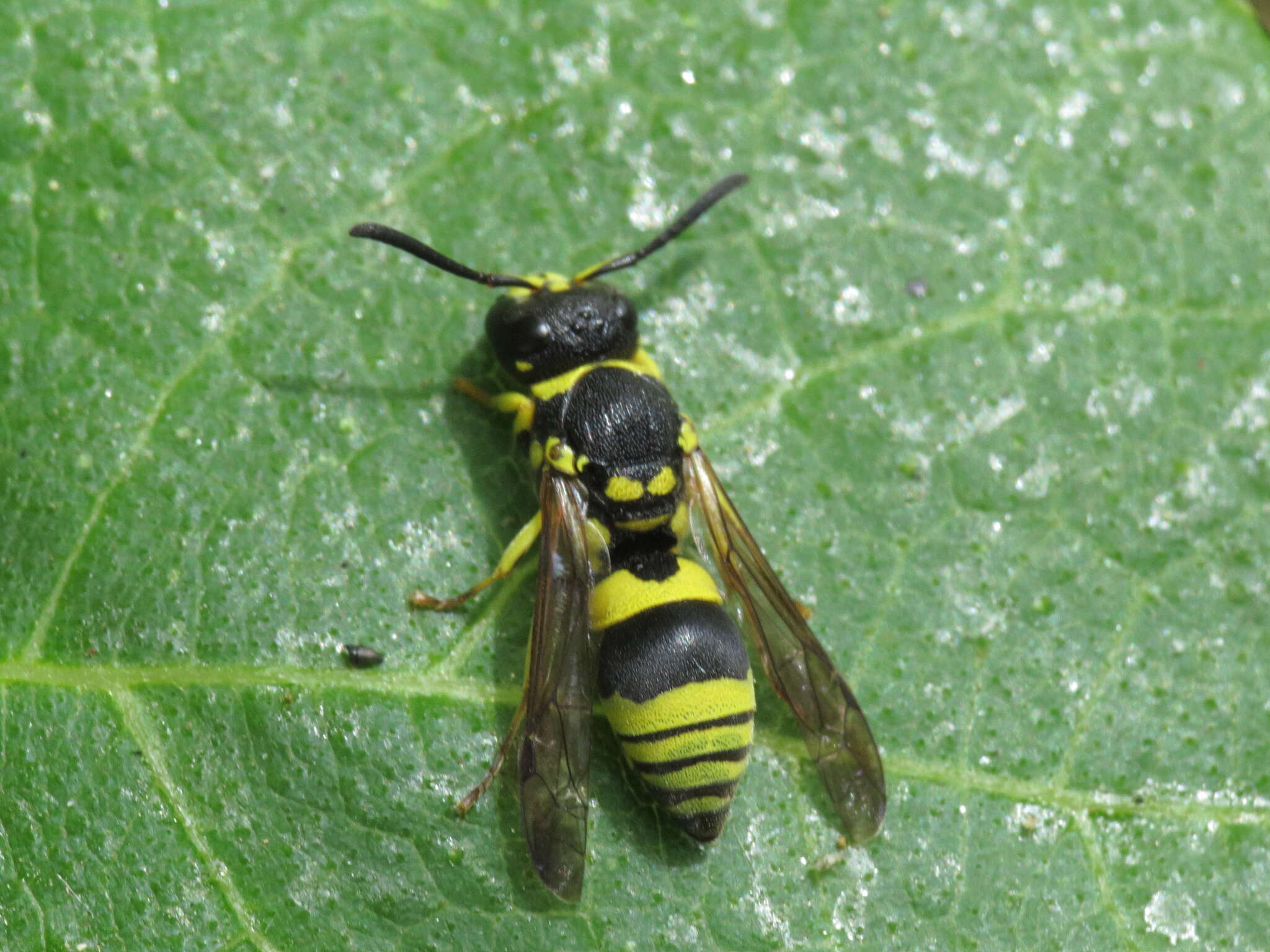 Image of Ancistrocerus renimacula Lepeletier 1841