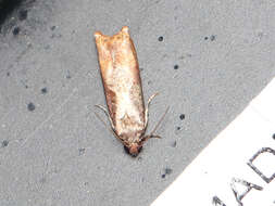 Image of Maple Leaftier Moth