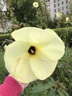 Image of manioc hibiscus