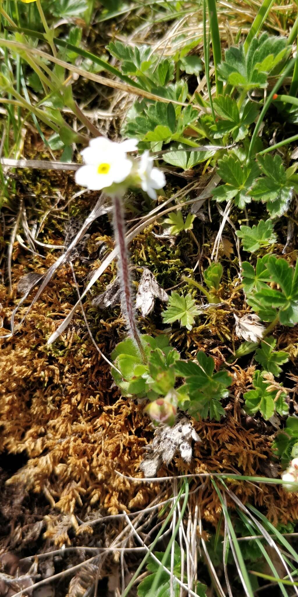 Image of Sweet-Flower Rock-Jasmine