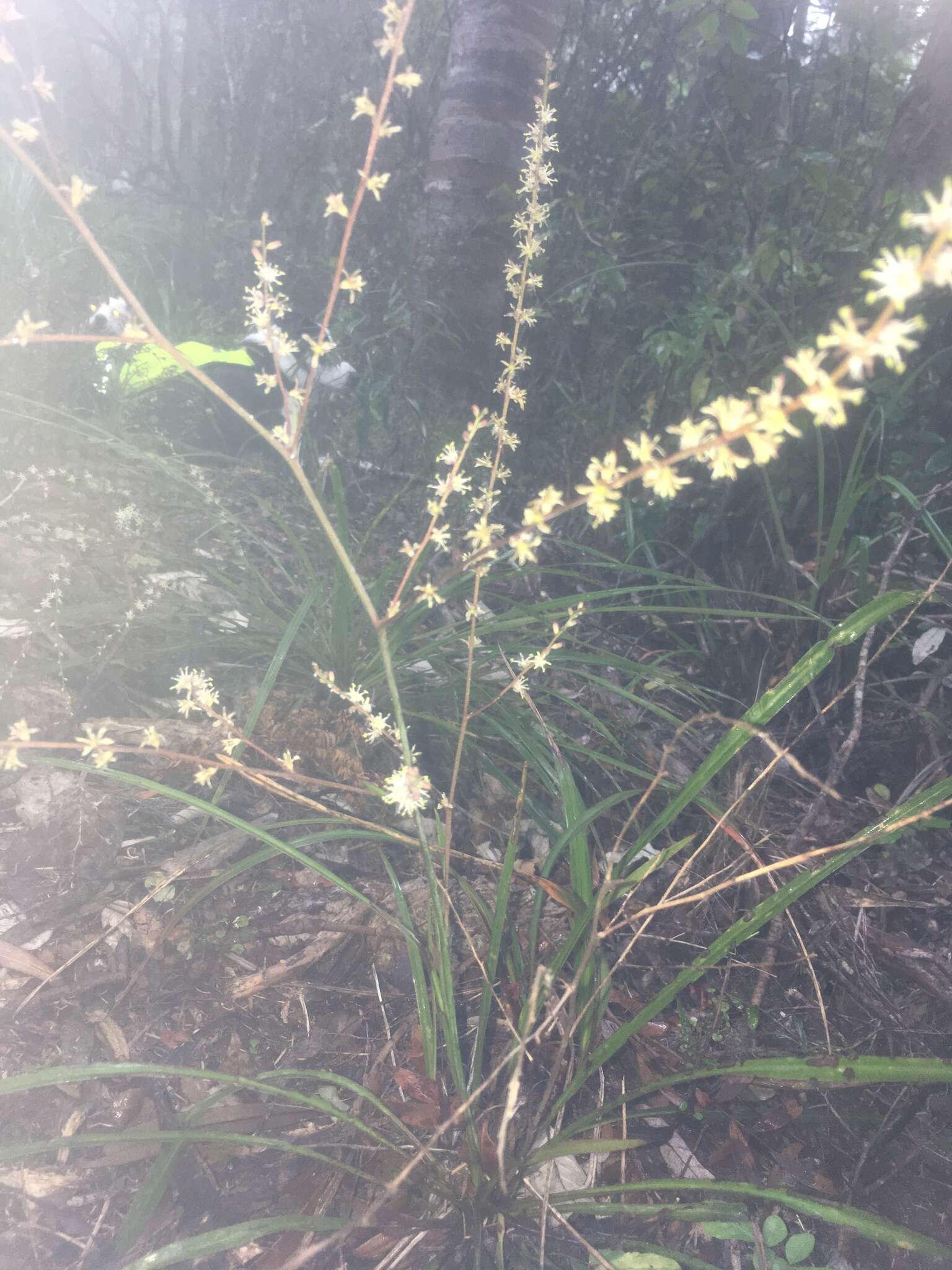 Image of Cordyline pumilio Hook. fil.