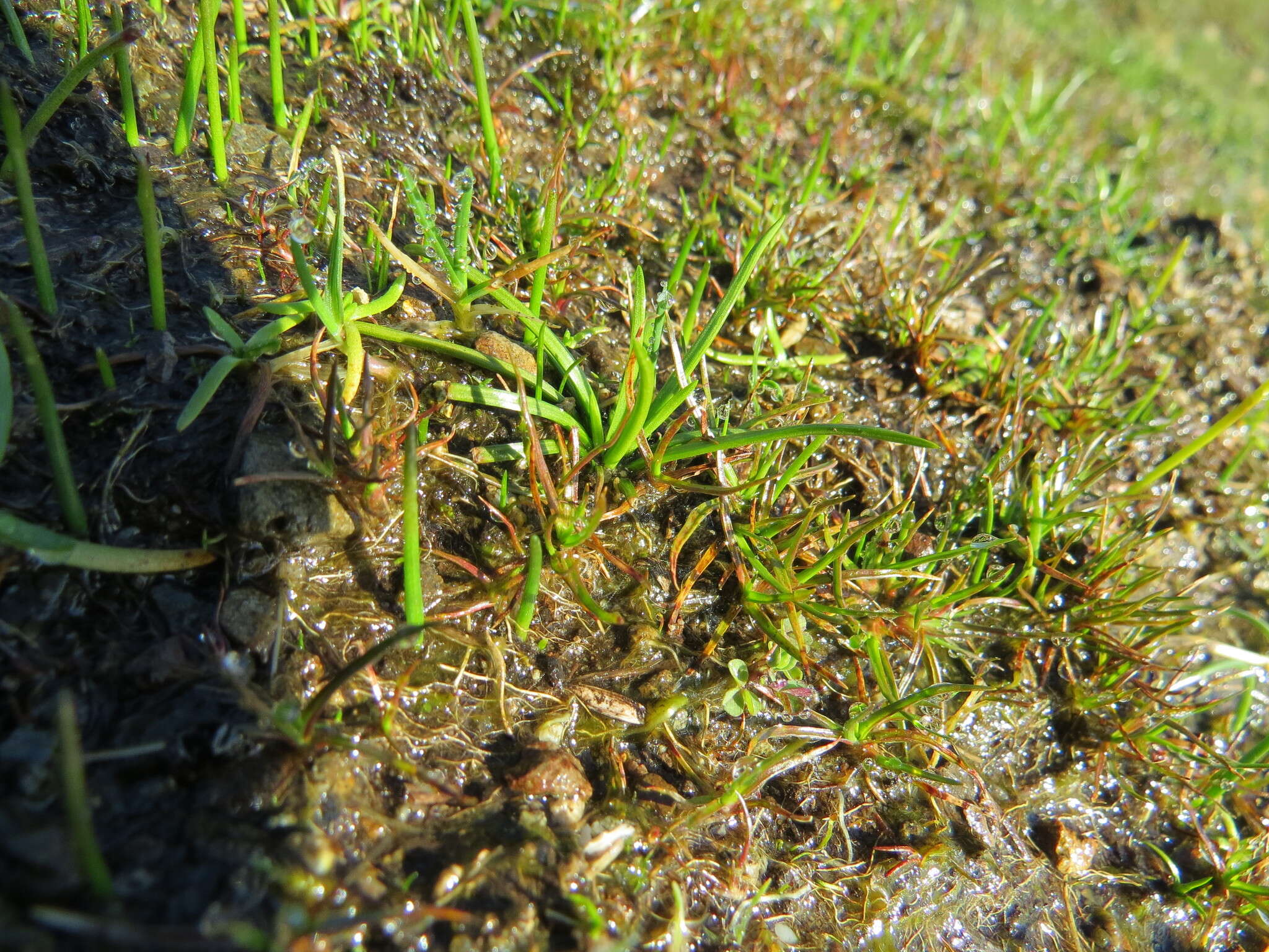 Image of Nuttall's Quillwort