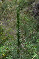 Слика од Echium simplex DC.