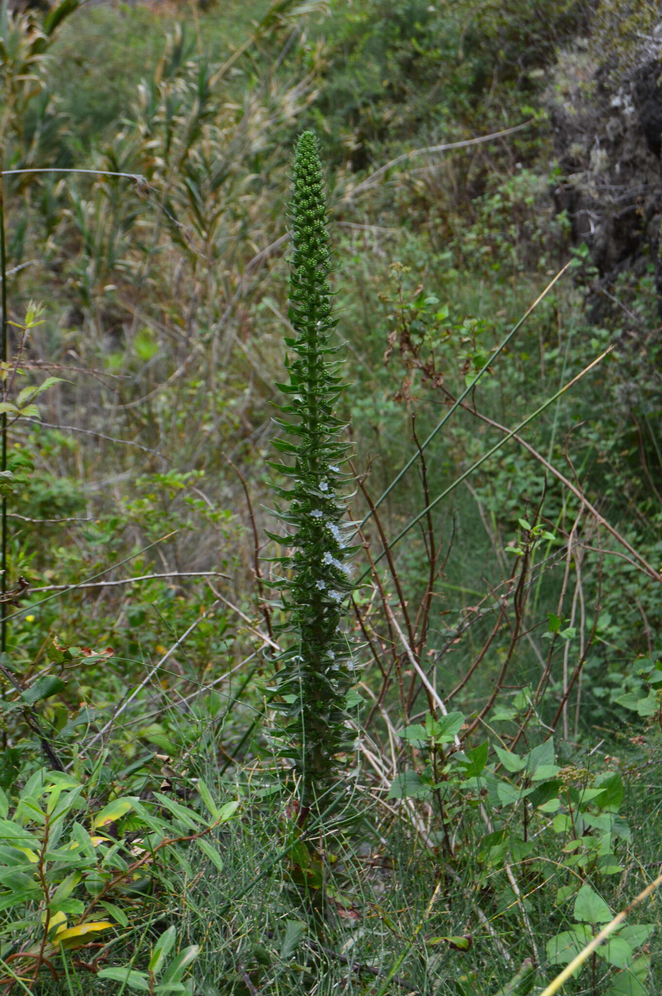 Слика од Echium simplex DC.