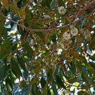 Image of blue-leaf stringybark