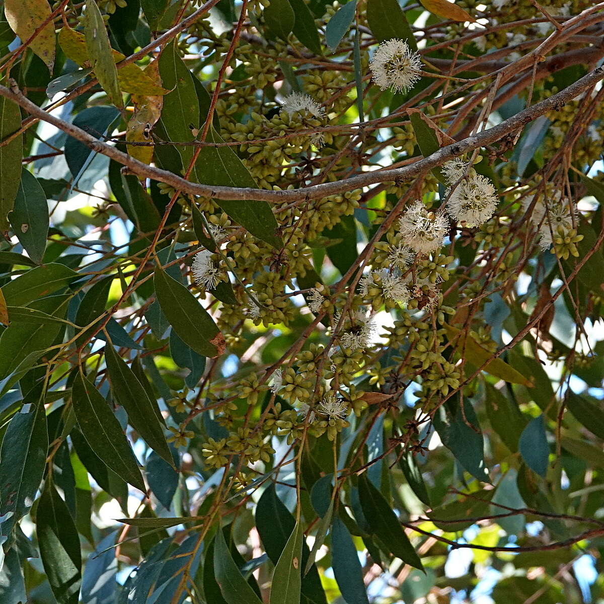 Image of blue-leaf stringybark