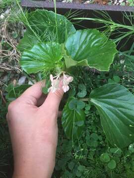 Image of clubed begonia