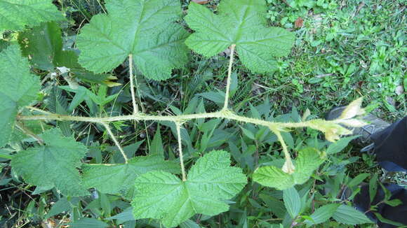 صورة Rubus moluccanus var. trilobus A. R. Bean