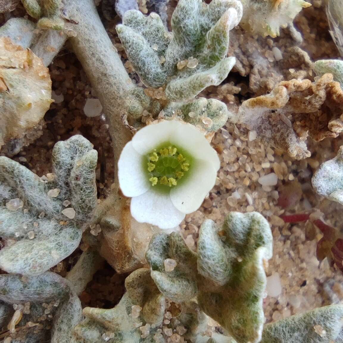 Image de Neurada procumbens L.