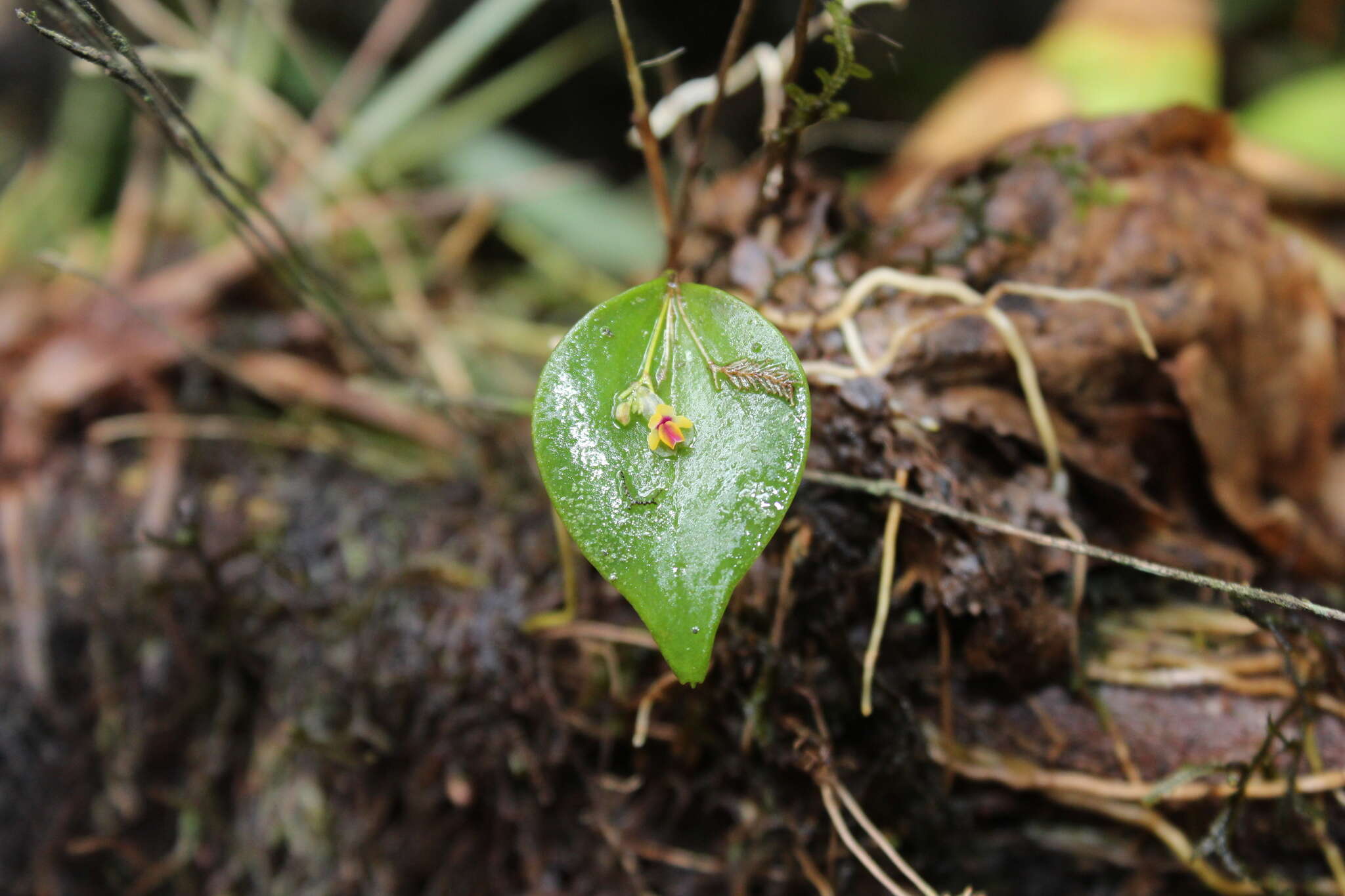 Image of Lepanthes appendiculata Ames