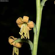 Imagem de Agave singuliflora (S. Watson) A. Berger