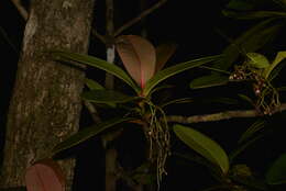 Image of Garcinia amplexicaulis Vieill. ex Pierre