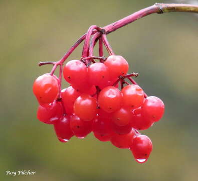 Imagem de Viburnum opulus L.