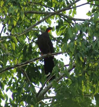 Image of Spix's Guan