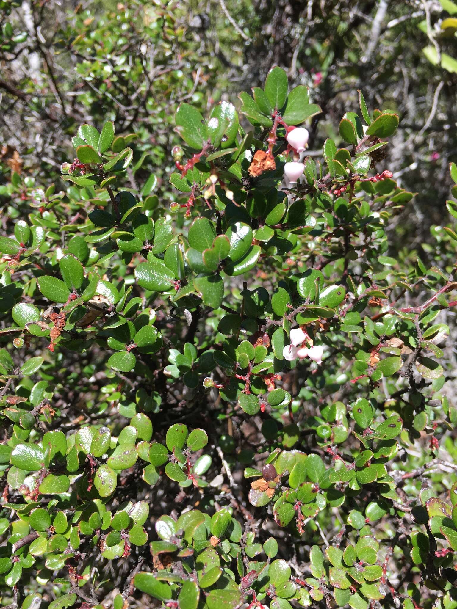 Слика од Arctostaphylos nummularia subsp. mendocinoensis (P. V. Wells) V. T. Parker, M. C. Vasey & J. E. Keeley