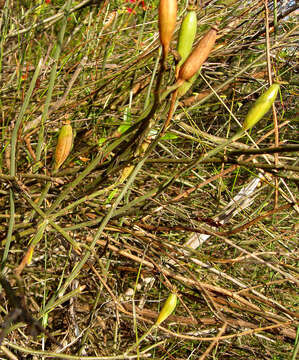 Image of Montinia caryophyllacea Thunb.