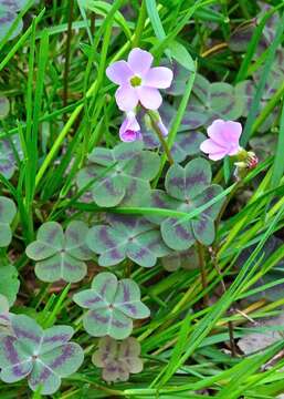 Imagem de Oxalis violacea L.