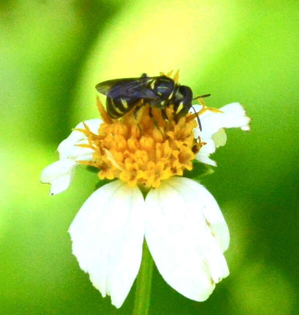 Sivun Ceratina nigrolateralis Cockerell 1916 kuva