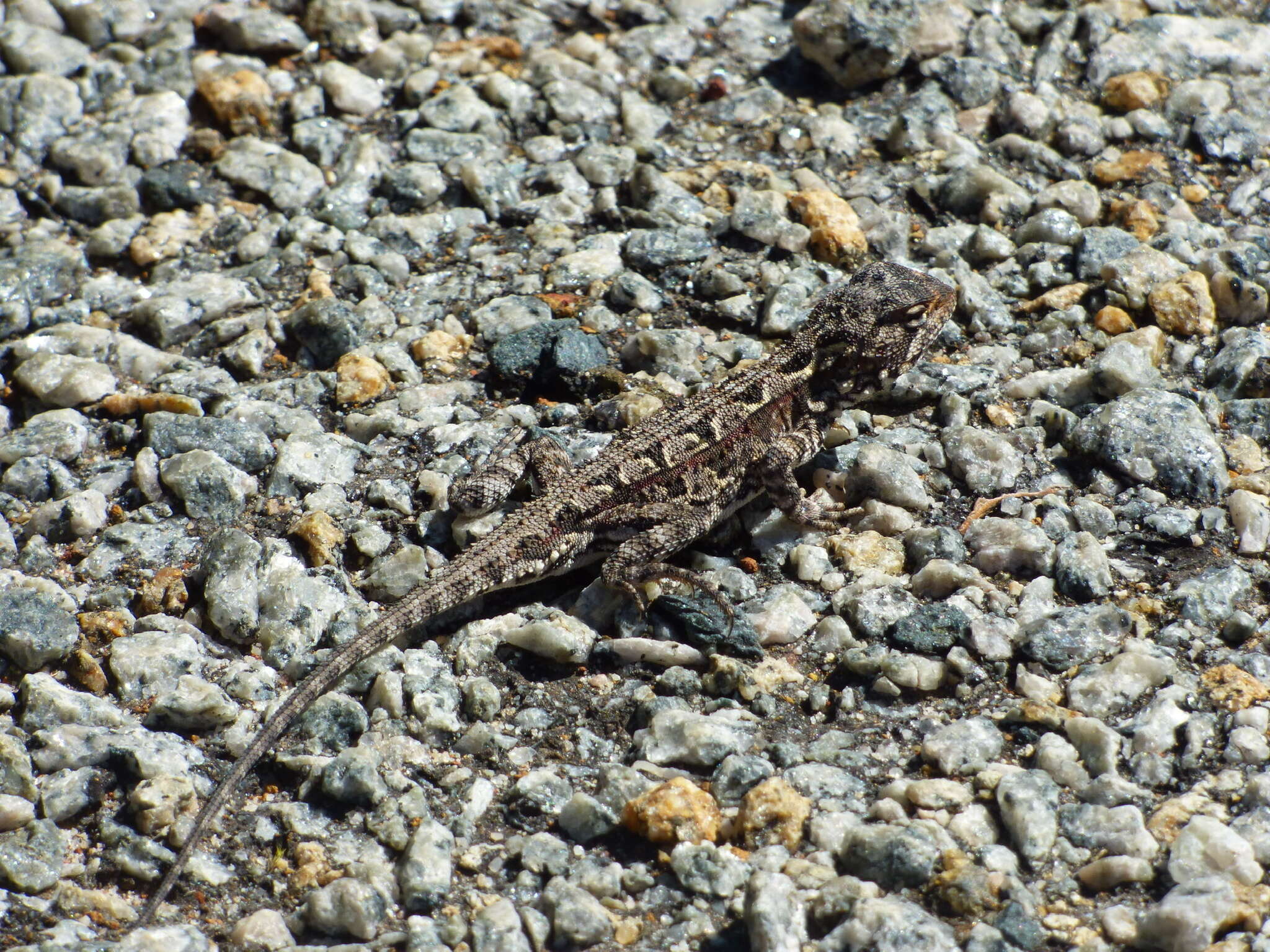 Слика од Ctenophorus adelaidensis (Gray 1841)