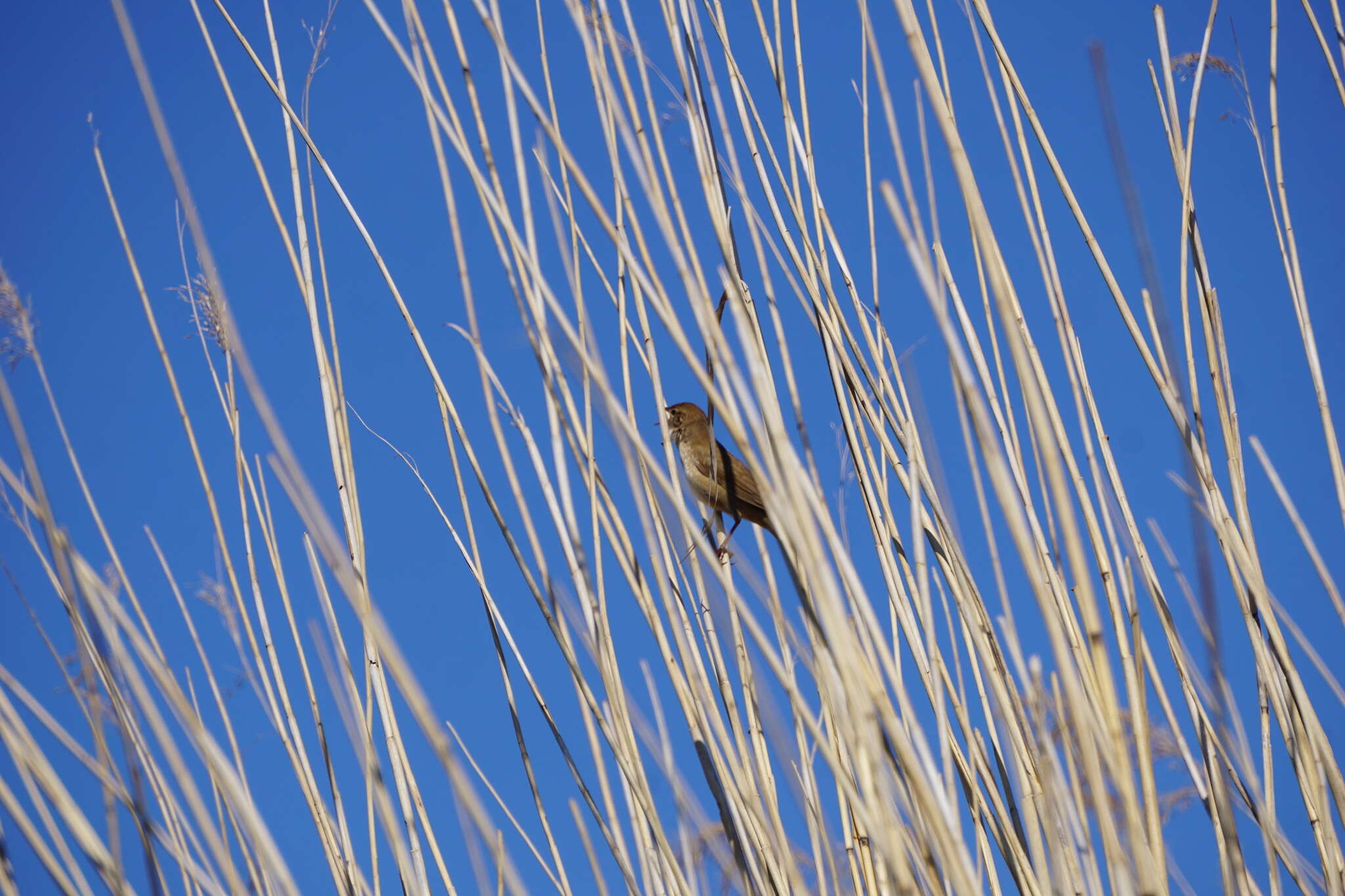 Image of Savi's Warbler