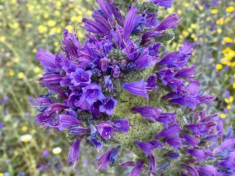 Image of Echium tuberculatum Hoffmanns. & Link