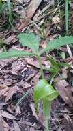 Слика од Arisaema triphyllum (L.) Schott