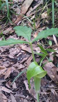 Image of Jack in the pulpit