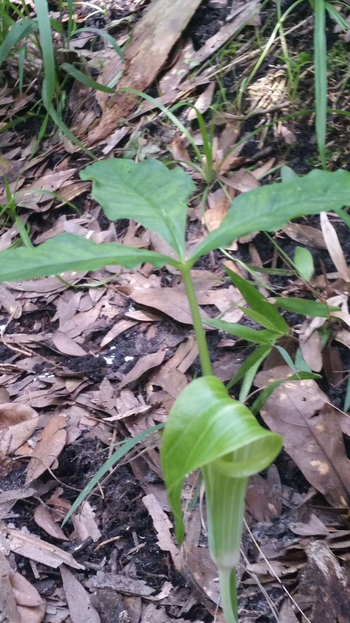 Слика од Arisaema triphyllum (L.) Schott