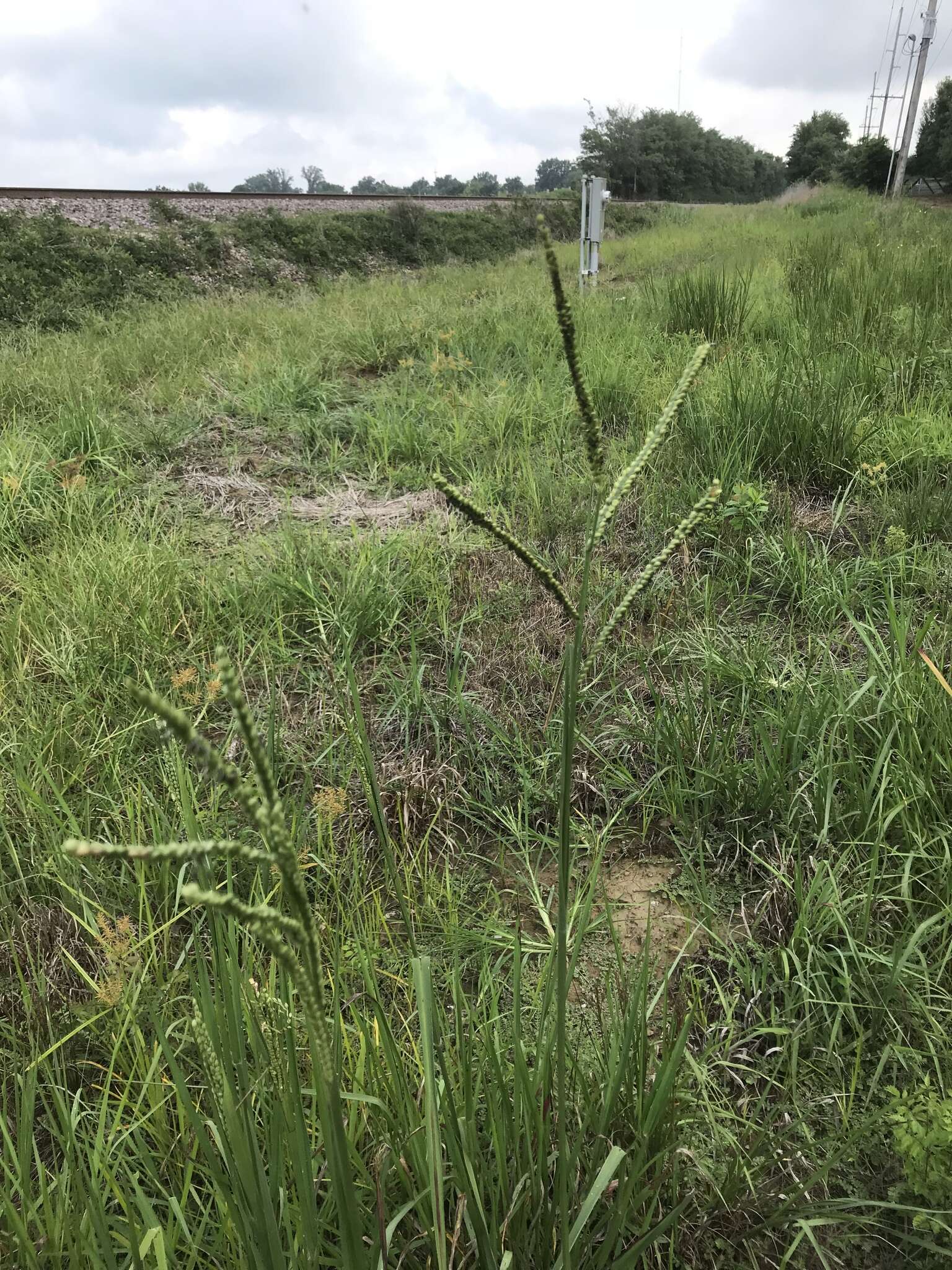 Imagem de Paspalum floridanum Michx.