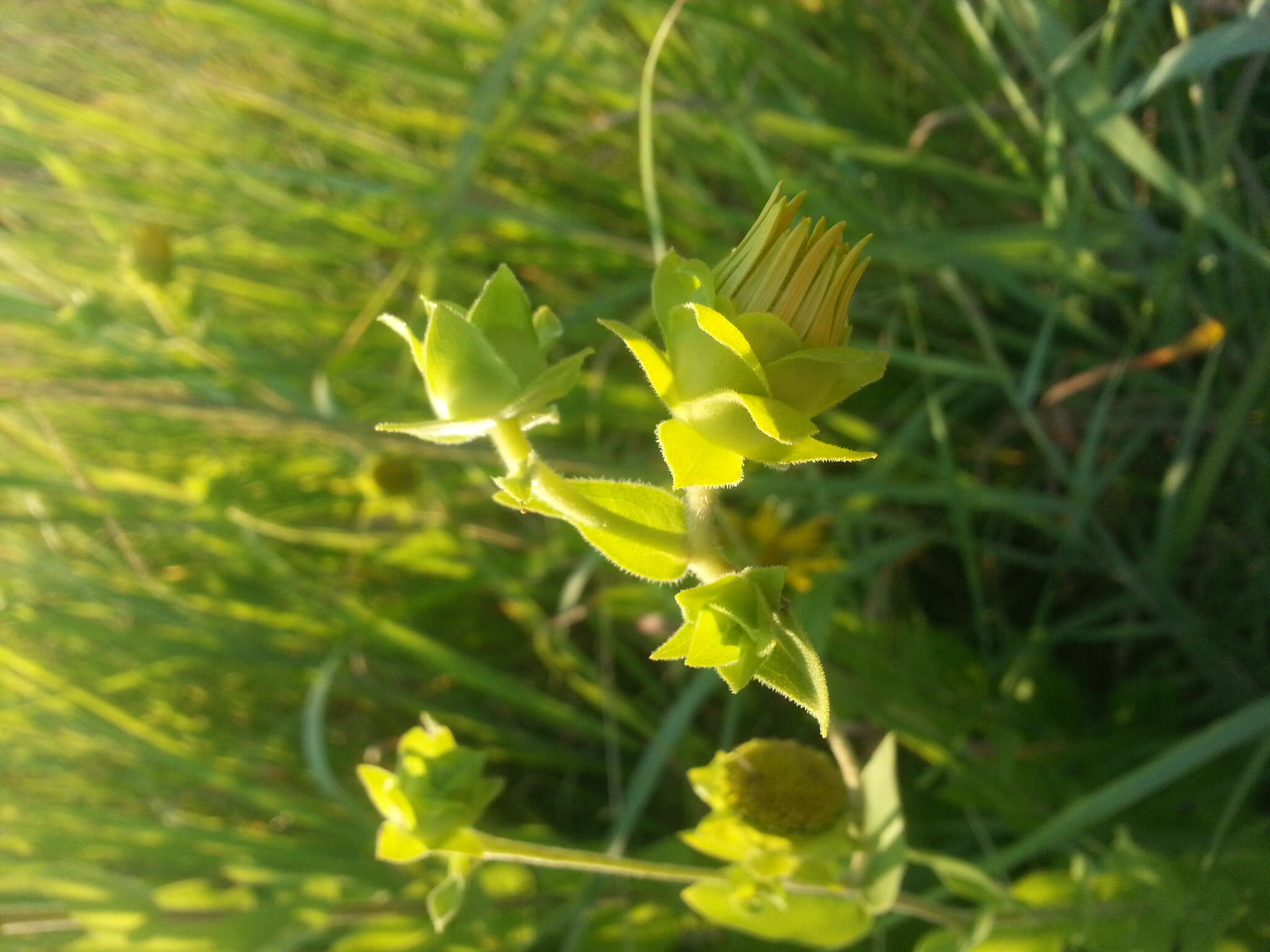 Image of slender rosinweed