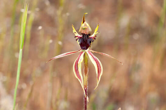 Image of Upright spider orchid