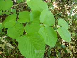 Image de Viburnum furcatum Bl. ex Hook. fil. & Thoms.