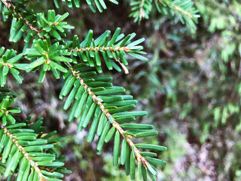 Image of Tsuga chinensis var. chinensis