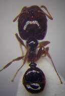 Image of Pheidole pallidula (Nylander 1849)