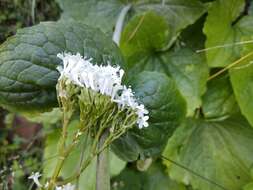 Image of Valeriana alliariifolia Adams