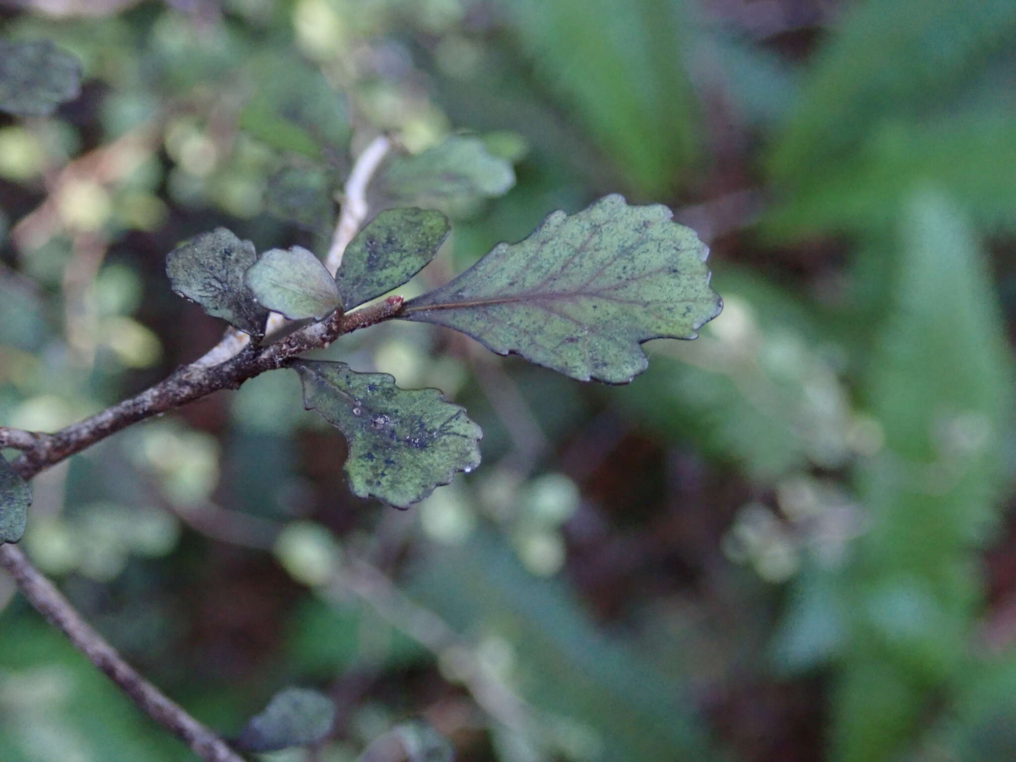 Image of Elaeocarpus hookerianus Raoul