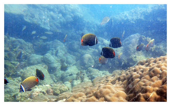 Image of Brown Butterflyfish