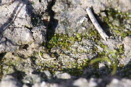 Image of Austroriella salta J. Milne & Cargill