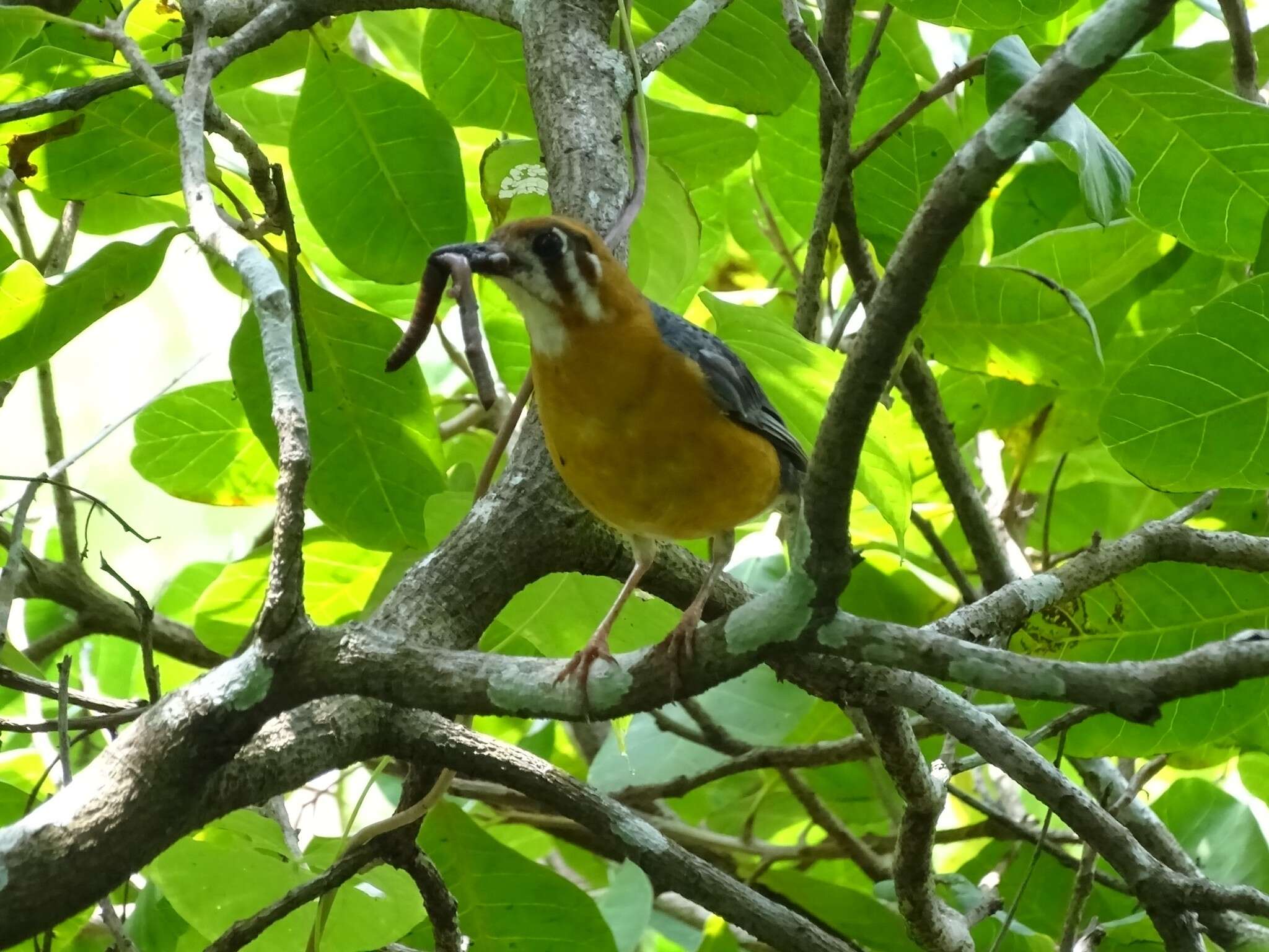 Geokichla citrina cyanota (Jardine & Selby 1828) resmi