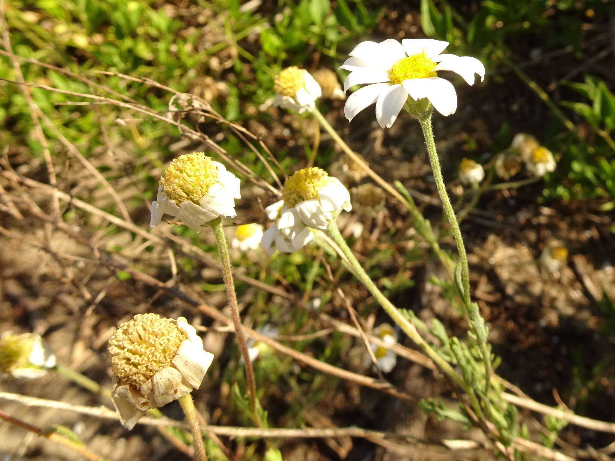 Слика од Anthemis maritima L.